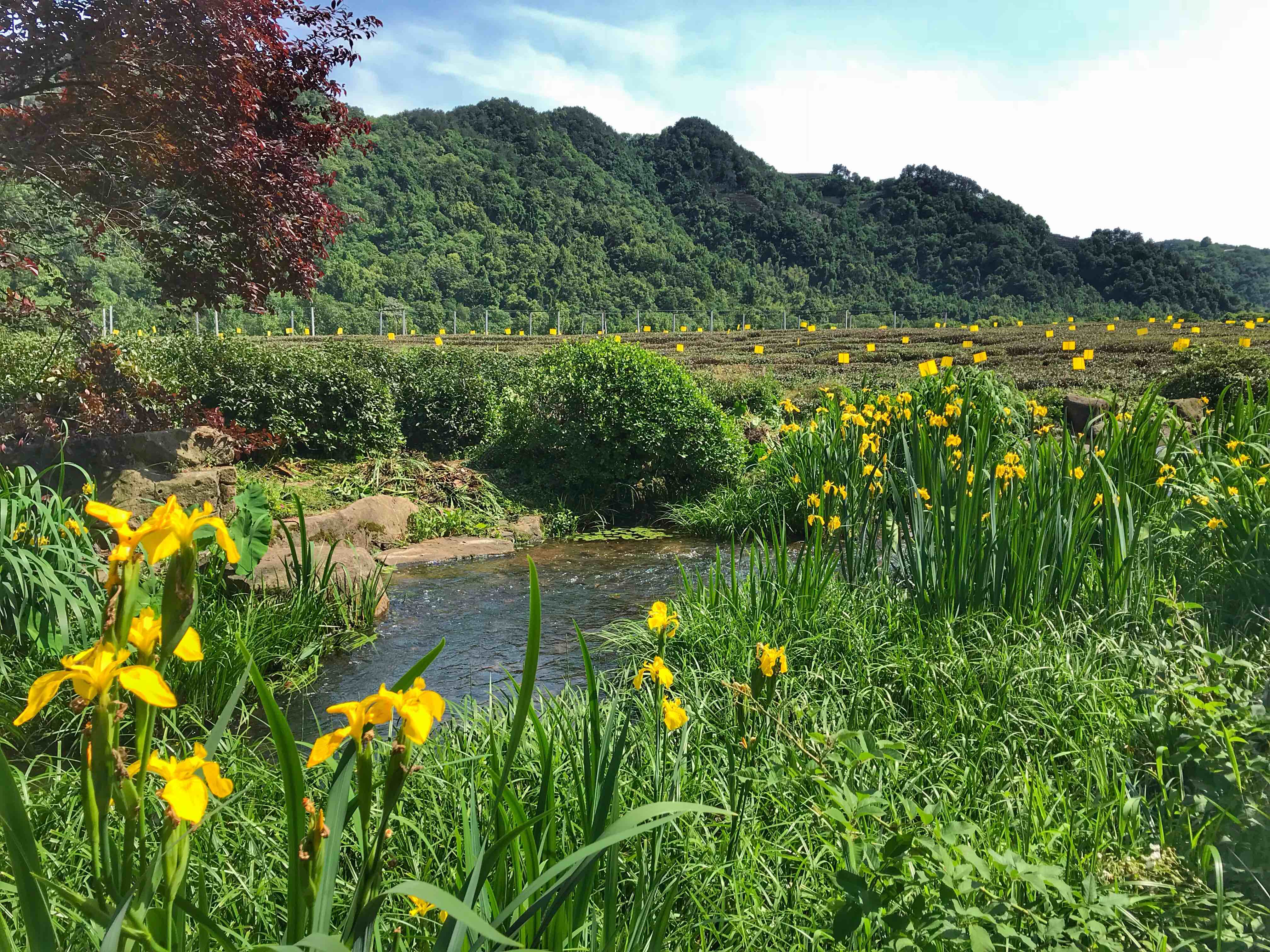 China National Tea Museum (Shuangfeng Branch)