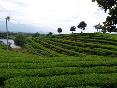 木凡言植多肉绿植园旅行图片 2