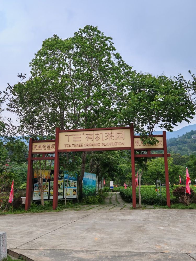 德高信T三有机茶园景点图片