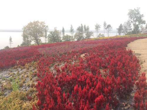 富江花海旅行图片 1