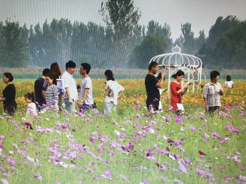 恋恋轩双楼花海旅行图片 2