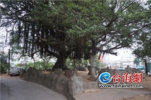 马垅榕树公园旅行图片 1