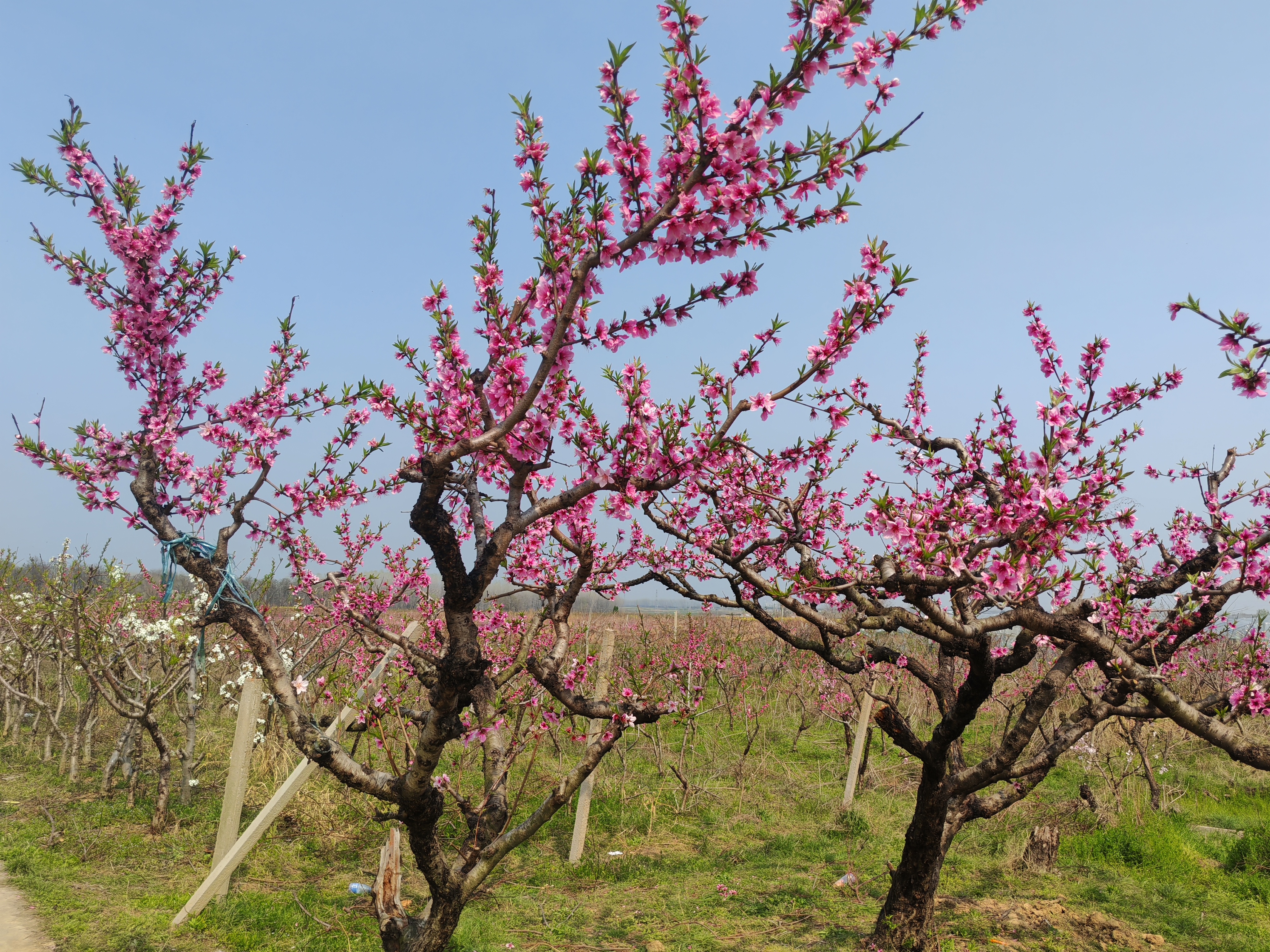 合肥桃花源景区