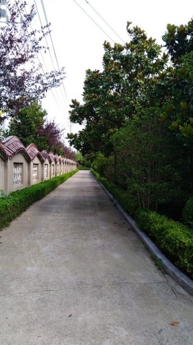 盐城沿海森林公园旅行图片 1