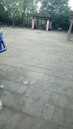 腊梅公园旅行图片 1