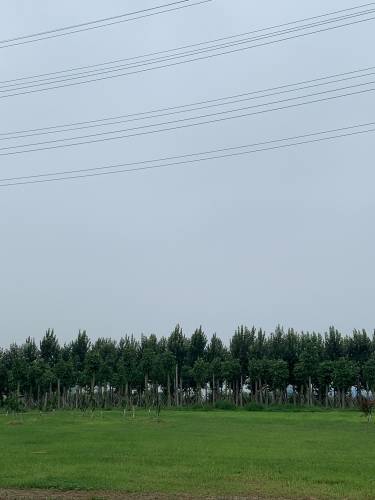 沧州高新区森林公园旅行图片 2