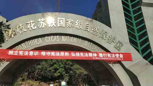 攀枝花苏铁自然保护区旅行图片 1