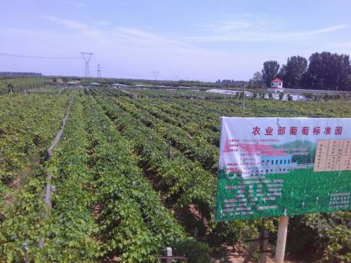 定州市黄家葡萄酒庄旅行图片 3