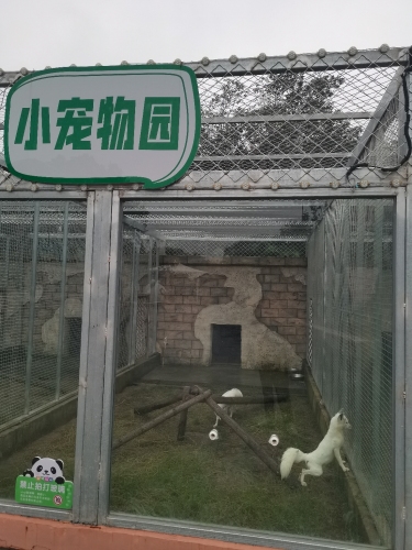 狐狸