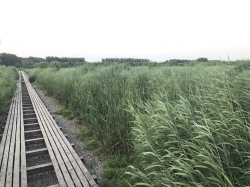 齐河赵牛河人工湿地公园旅行图片 1