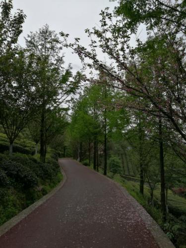 贵州湄潭象山茶博公园旅行图片 1