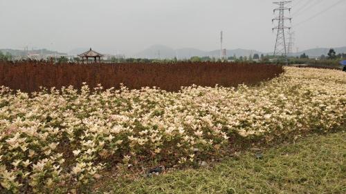 紫薇主题公园旅行图片 1