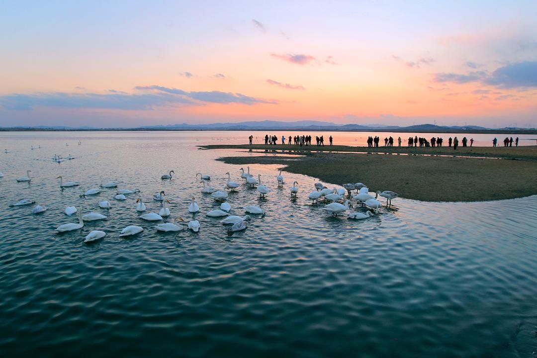 威海天鹅湖 景点照片