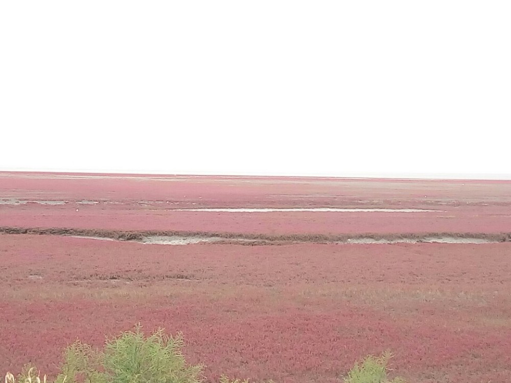 兴城红海滩景点图片