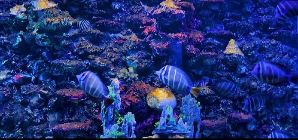 淮安龙宫大白鲸极地海洋馆景点图片