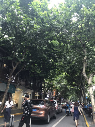 田子坊东部旅游区旅行图片 3