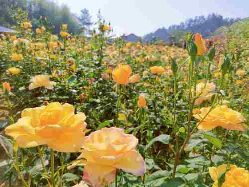 龙安寨蝶恋花景区旅行图片 2