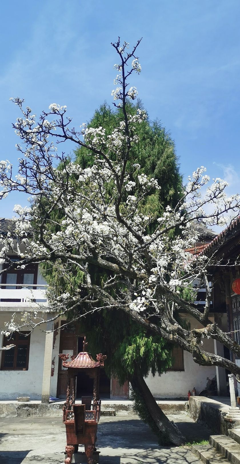 天明禅寺实景照片