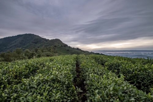 蒙顶山老川茶观光园旅行图片 2