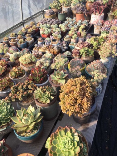 四月天多肉植物园旅行图片 1
