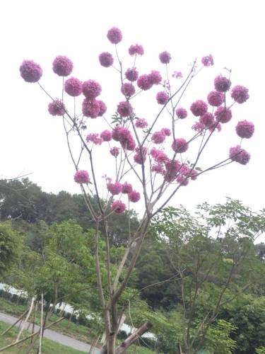 云浮植物园旅行图片 3