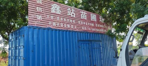 定州鑫站苗圃场