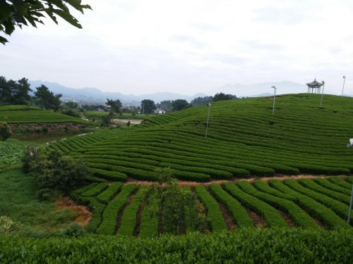 木凡言植多肉绿植园旅行图片 3