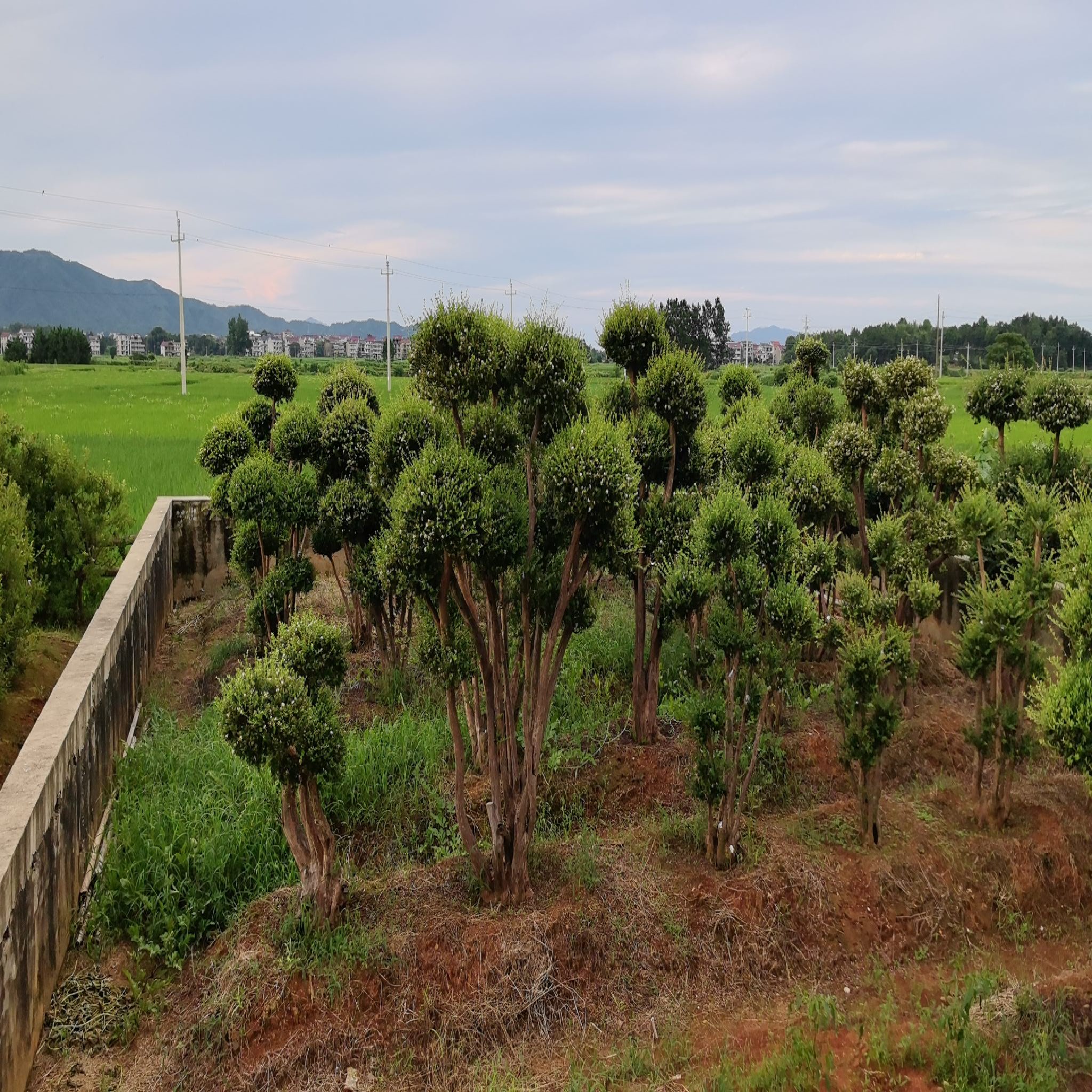 桐林寺实景照片