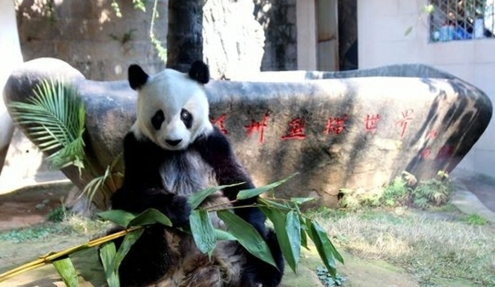 福州熊猫世界景点图片