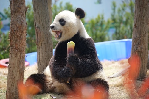 On-site photo 3 of Shen Diao Shan Ye Sheng Zoo