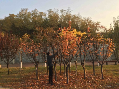 翠峰公园旅行图片 1