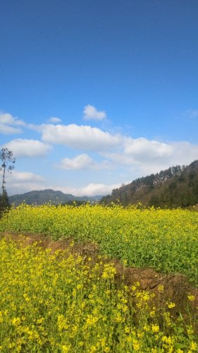 中都镇万亩油菜花田旅行图片 3