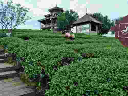 布央茶山旅游区旅行图片 1