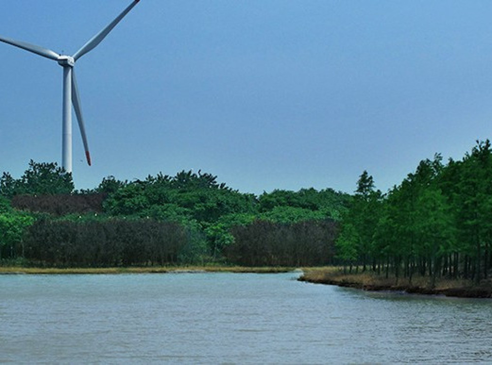 上海滨海森林公园景点图片