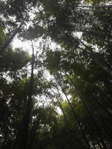 峨城山旅行图片 1