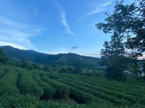 仙堂山生态茶场观光体验园旅行图片 1