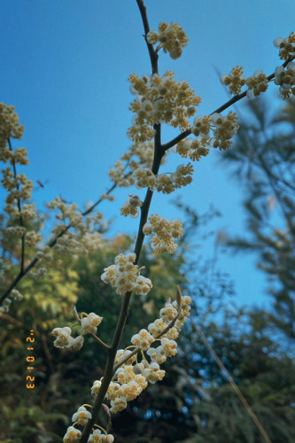 阆苑岩旅行图片