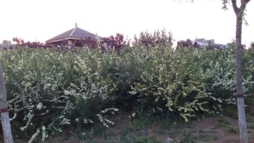 神华公园旅行图片 1