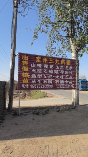 定州三九苗圃