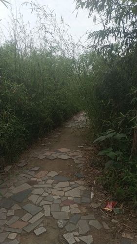 绿竹风情园旅行图片 1