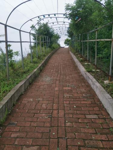 秦巴植物博览园(建设中)旅行图片 1