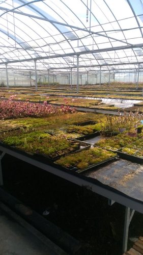 中国食虫植物园旅行图片 3