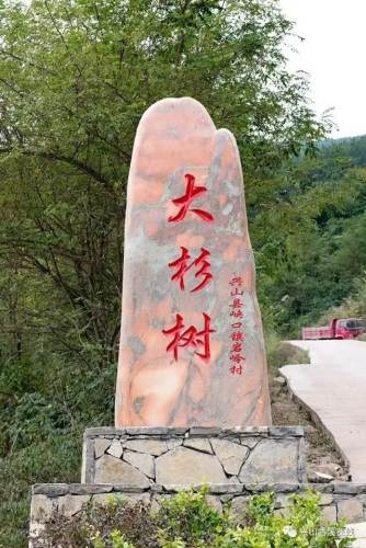 兴山县岩岭大杉树景区旅行图片 1