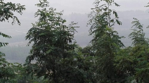 凤凰山公园旅行图片 1