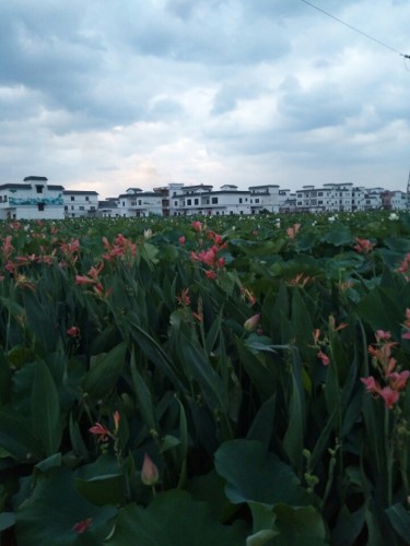 荷美人间旅行图片 2