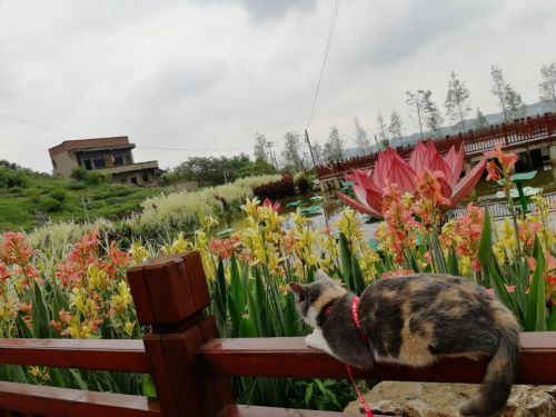 重庆市走马古镇关武庙旅行图片 1