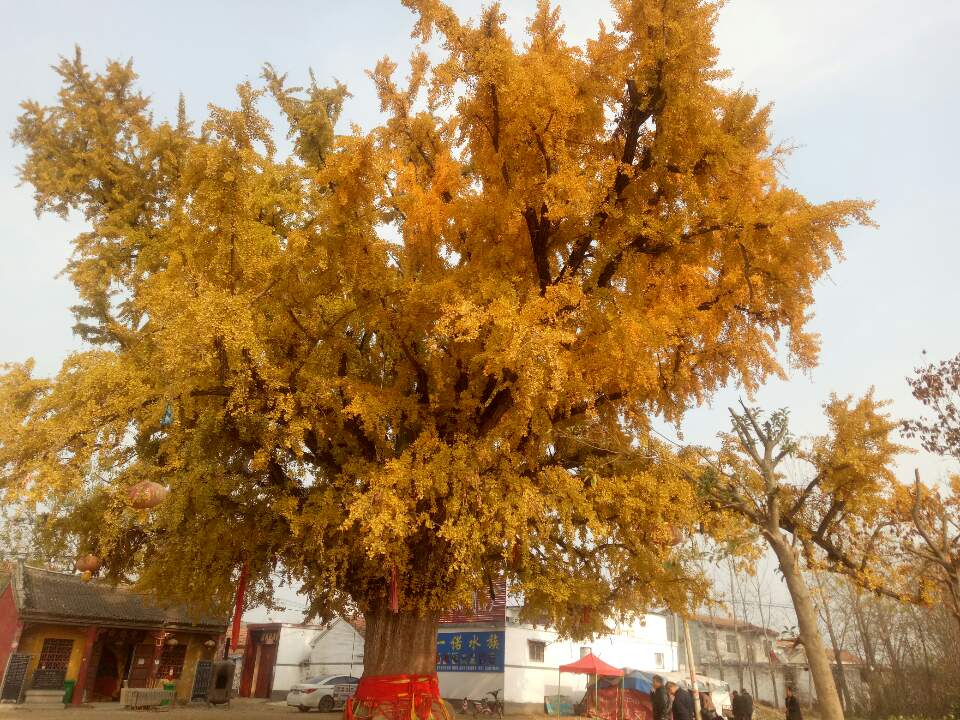银杏寺实景照片