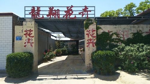 龙翔花卉
