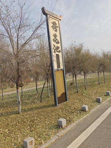 龙凤湿地荷花池