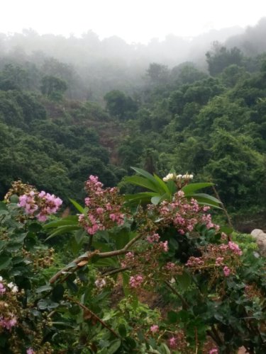 田头荔枝公园旅行图片 1